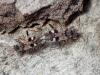 Beosus maritimus